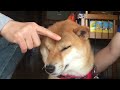 されるがままの柴犬こうめ【20160926撮影】