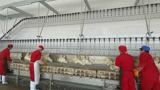 10000 BPH Broiler Chicken Slaughterhouse Poultry Processing Plant Line Slaughter Equipment