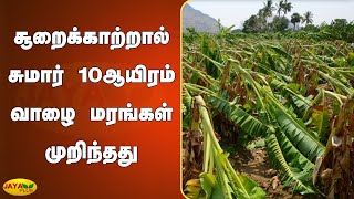 சூறைக்காற்றால் சுமார் 10 ஆயிரம் வாழை மரங்கள் முறிந்தன | Dowde Hurricane | Storm Attack | Banana Tree