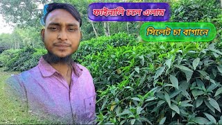 এই শীতে ফাইনালি চলে আসলাম সিলেটে চা বাগানে, #সিলেট_সিটি #duet #subscribe  #ওষুধদের_বাগান