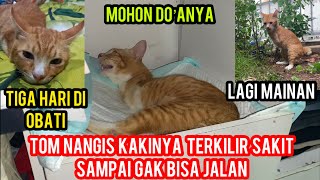 Astagfirullah Kucing Tom Lagi Apes Kecelakaan Kakinya Kesleo Sedih Banget ‼️😢