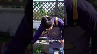 入秋不修剪，月季小苗生长记录（最终期）【天狼说月季】