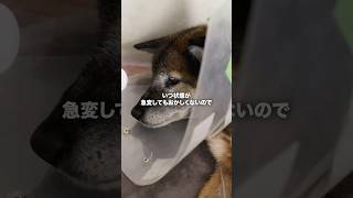 【犬を看取るとき】全身に転移した癌  #犬 #ピースワンコ