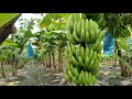 SUKSES KEBUN PISANG KAVENDIS ALA BANYUWANGI