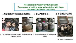 【家种蘑菇21】用花菇组织培养木条菌种和树桩栽培的过程: The process of cultivating flower Shiitake with plug spawn