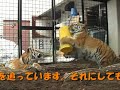 アムールトラ　タイガとココア　生後298日目 siberian tiger