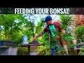 How to feed your Bonsai trees