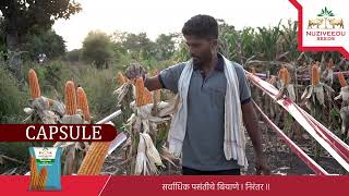 Phulambri, Aurangabad Farmer's Testimonial: Success with NMH-4786 NSL Capsule Hybrid Maize Seeds