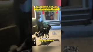 社会百态 | 丽江一民宿狗狗练就“拉行李”技能 “它很喜欢这个工作 已经帮客人拉了半年”