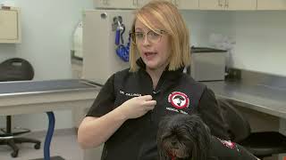 Veterinarian offers tips for your furry friend this holiday season