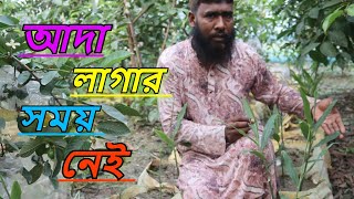 আদা লাগার সময় নেই ।আদার বীজও নেই। আধুনিক কৃষি ফার্ম।রুবেল মিয়া।Ginger Cultivation