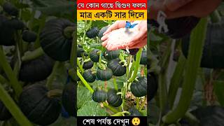 মাত্র একটি সার দিলে - যেকোনো গাছে দ্বিগুণ ফলন হবে- মিষ্টি কুমড়া চাষ#shortvideos #trending #viral