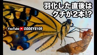 アゲハチョウサナギ羽化 直後はクチのクルクルが二本ある？