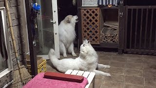 お利口にお留守番をしたルンルンとアラン　Great Pyrenees　グレートピレニーズ