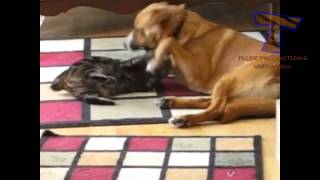 Cute cats and dogs playing together Funny dog cat compilation mp4