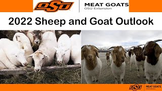 Sheep and Goat Outlook 2022 - Recording from webinar done on 3/7/22