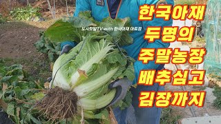 [LEDF] 주말농장 도시텃밭 아저씨 둘이서 배추 키우고 김장 하기 _Making Kimchi with Korean Uncle Weekend Farm Cabbage /S5 FULL