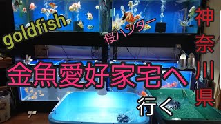 #金魚 #goldfish 神奈川県の【金魚愛好家】へ行ってきました。