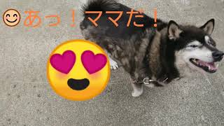 🐶ハッピー😳クシュン💦クシュン❗💦ものすごーく☀暑いのに😅ハッピー🐶くしゃみの連続💦💦風邪かな❔😅