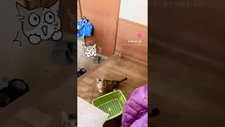 三毛氏、一足跳びに階段を登る #ショート動画 #ショート #ねこ #猫 #猫のいる暮らし #三毛猫 #三毛猫部 #三毛のもふもふ猫 #shrots #cat