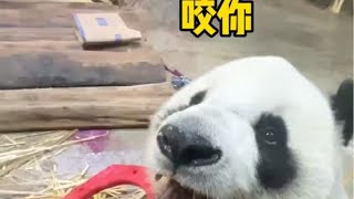 我怀疑大熊猫舜舜成精了 | #panda #熊猫 #パンダ