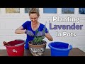 PLANTING LAVENDER IN POTS / JoyUsGarden