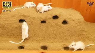 Ultimate Cat TV Mice Digging Burrows, Hide & Seek in Sand  4K Real Sounds 3 hours
