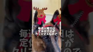 【京都宇治の犬猫カフェ/クリスマスパーティー】12月24日月と太陽へ無料ご招待いたします。来てね⭐️ #犬カフェ #犬猫カフェ #犬猫カフェ月と太陽#シェパード#大型犬カフェ#クリスマスパーティー