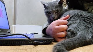 【猫動画】おさわりNGだけどすぐOKになるロシアンブルー【russianbule】Russian blue that is NG to touch but will be OK soon