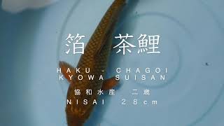 箔　茶鯉　HAKU 二歳　28cm KYOWA SUISAN 錦鯉大地　KOITAICHI