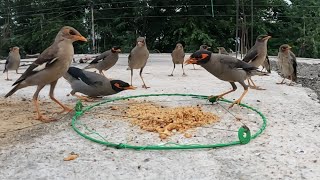 How to make Myna Bird Trap homemade | DIY Homemade Myna Bird Trap | Myna Bird Trapping at home