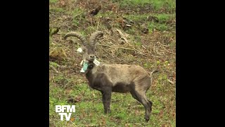 Il avait disparu depuis un siècle, mais le bouquetin a été réintroduit dans les Pyrénées ce jeudi