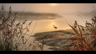 Carbon Sequestration Potential of Salt-Tolerant Species in the Coastal Ecosystems of Sagar Island