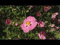 cistus x purpureus purple rock rose