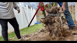 3 TON FARMJACK Rips HUGE Boxwood Stumps Out!