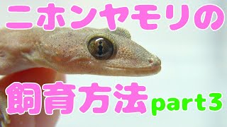 ニホンヤモリの飼育方法！Part3