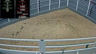 Everson Auction Market Live Stream 2/12/2025