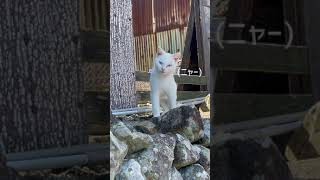 猫とにらめっこ Staring-Out Game with a cat #Shorts