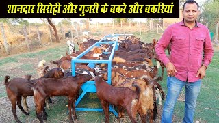 शानदार सिरोही और गुजरी के बकरे \u0026 बकरियां।। Sirohi Gujri Bakre\u0026Bakriyan । Sirohi Gujri Goat Available