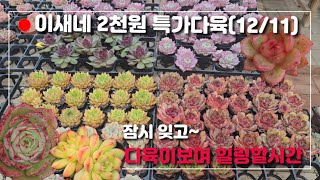 이새네 2천원 특가다육 (12/11)