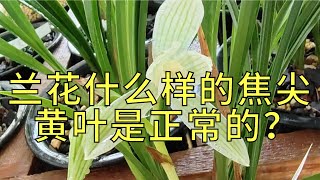 家庭养兰花什么样的焦尖黄叶是正常的，什么样是出现病害视频分享