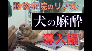 実録！動物病院①　犬の麻酔はこうやってかけています💉