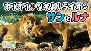 【東山動植物園】スリスリ♪なかよしライオンカップル🦁🐱サンとルナ [Higashiyama Zoo] Friendly lions, Sun and Luna.