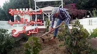 كمية السماد وأفضل تسميد لشجرة العنب لنو أسرع . The best way to fertilizing Grape tree