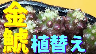 みんな大好き金鯱　サボテンを怒涛の150株植替え続ける動画