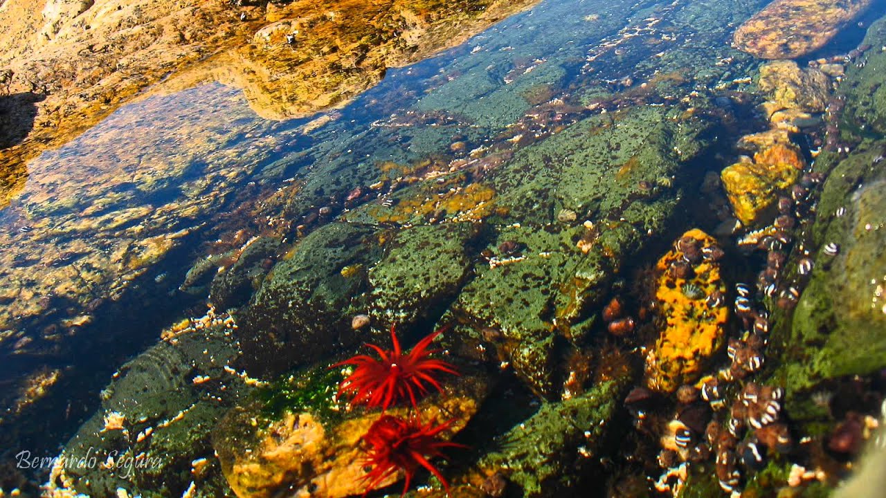 Tide Pool Timelapse Youtube