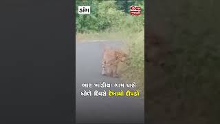 Dang : બાર ખાંડીયા ગામ પાસે દેખાયો દીપડો