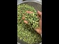 export quality green cardamom wholesale