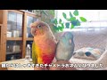 ハイテンション⭐️ウロコインコの鳴き声とその後😆