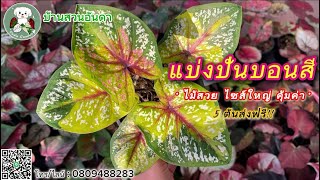 อัปเดต แบ่งปันบอนสีสวยๆ วันที่ 7 ม.ค. 2568 เกสรภุมริน ซันเซ็ทสกาย #caladium #ไม้ด่าง #บอนสี #garden